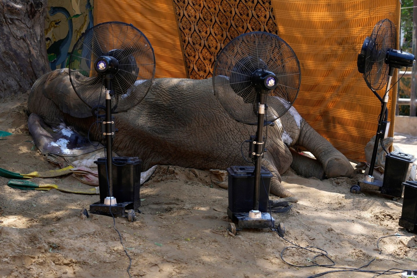 Ventilatoren kühlen den toten Körper der 17 Jahre alten Elefantendame Noor Jehan in einem Zoo in Karachi.