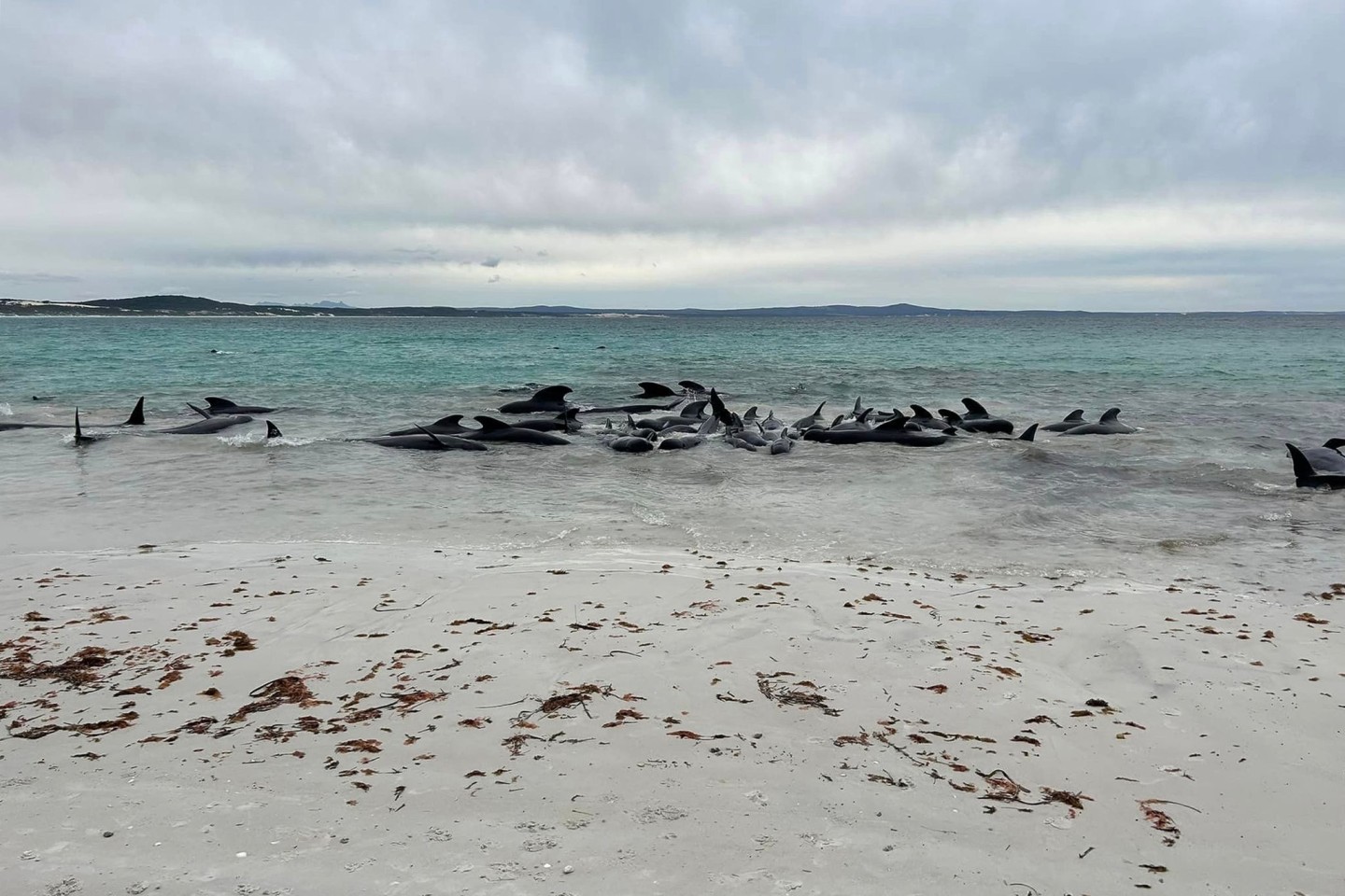 Rund 70 Grindwale sind am Cheynes Beach in Westaustralien gestrandet.