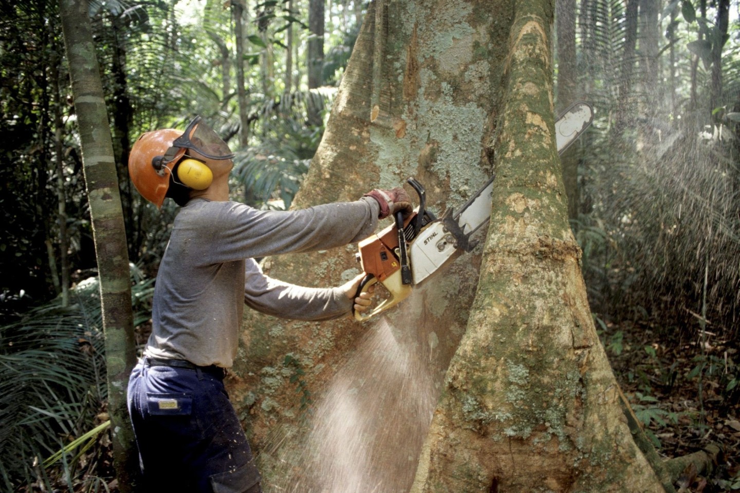 Die Abholzung von Bäumen Regenwald des Amazonas war auch in den Savannen in den ersten drei Monaten dieses Jahres hoch.