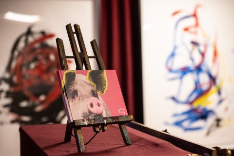 Ausstellung des malenden Schweins «Pigcasso»