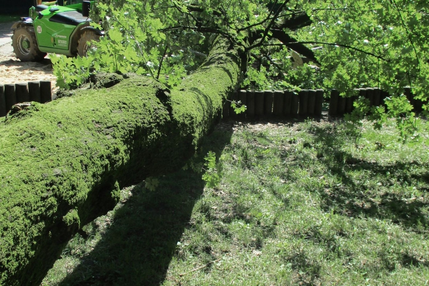 Der umgestürzte Baum liegt auf einem Spielplatz in Augsburg.