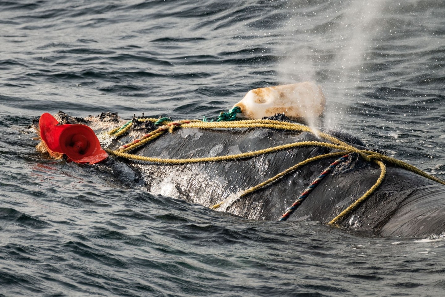 Fischereiseile wickeln sich um das Blasloch eines schwer verwickelten Nordatlantischen Glattwals im Sankt-Lorenz-Golf. Weltweit gibt es einem aktuellen Bericht zufolge nur noch höchstens 33...