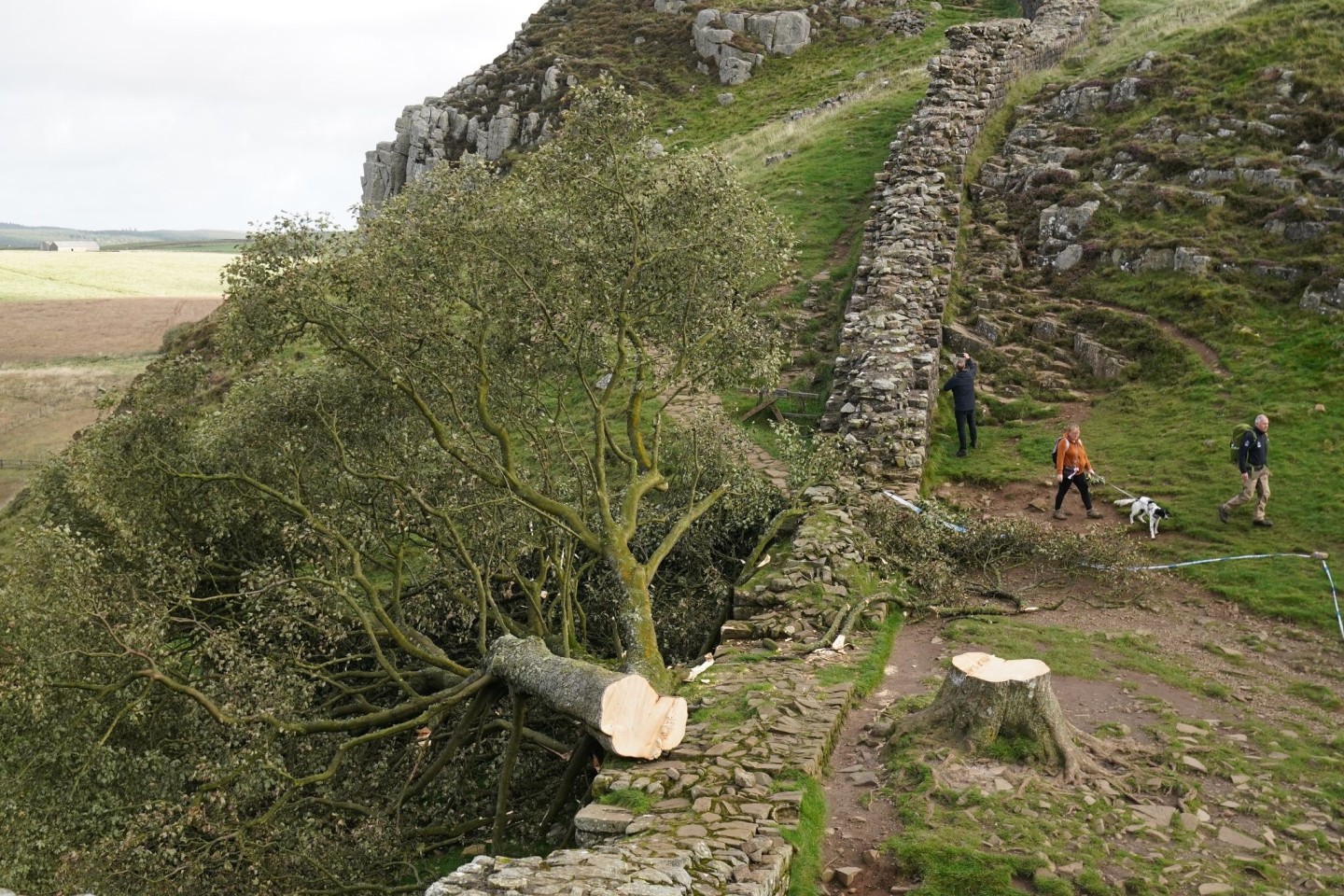 Der illegal gefällte Berg-Ahorn-Baum («Sycamore Tree») am Hadrianswall in Northumberland.