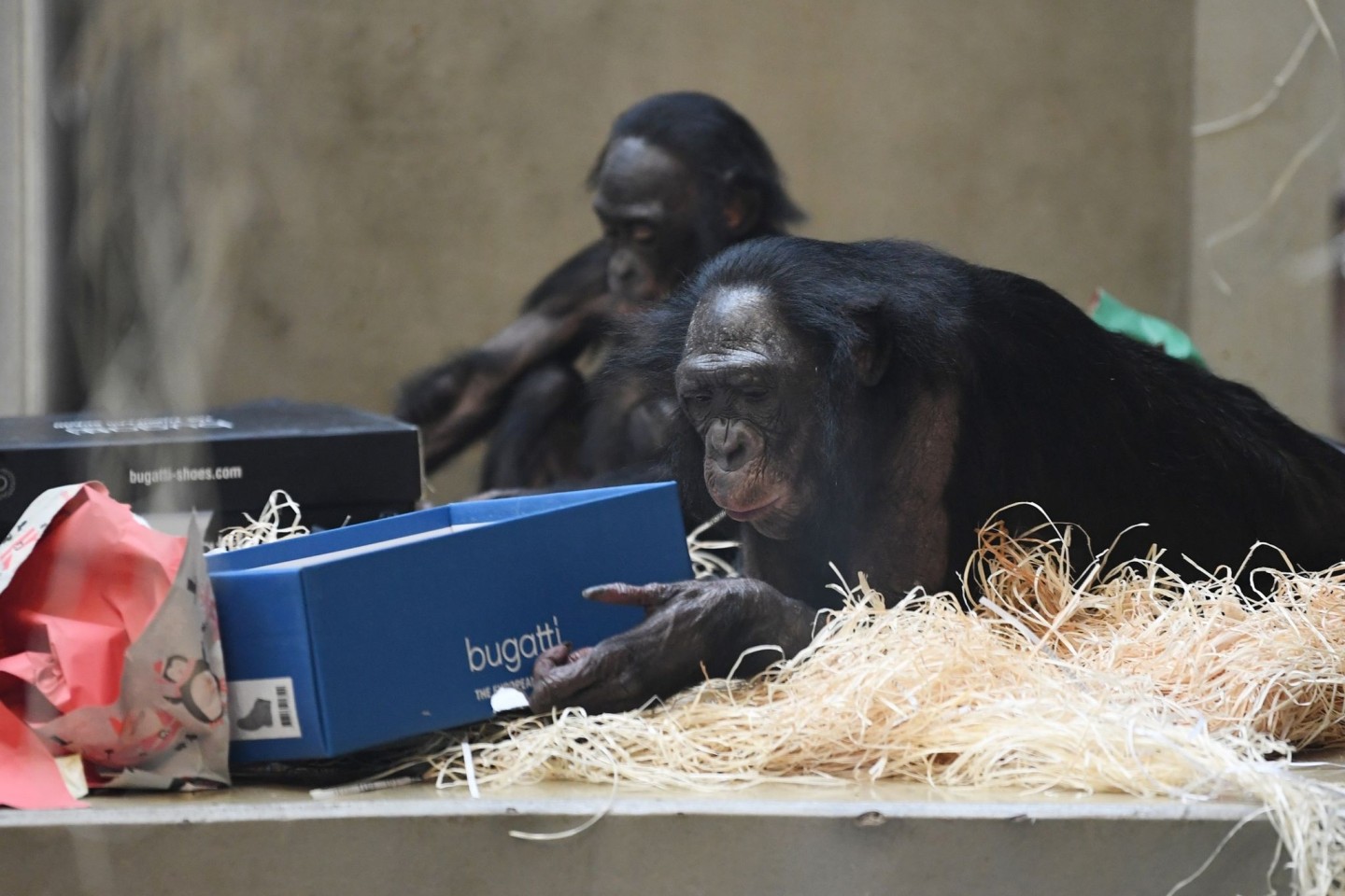 Bonobos in der Wilhelma in Stuttgart packen ihre Weihnachtsgeschenke aus.