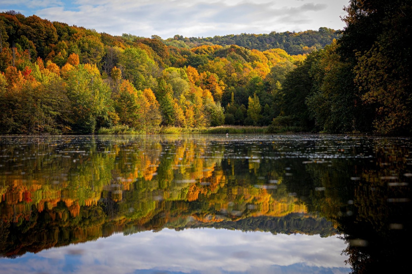 Bäume mit herbstlich verfärbten Blättern spiegeln sich auf der Wasseroberfläche vom Tonkuhle See.