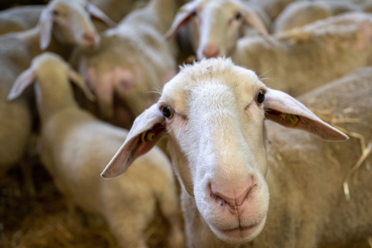 Schafe stehen in einem Stall. (Illustration)