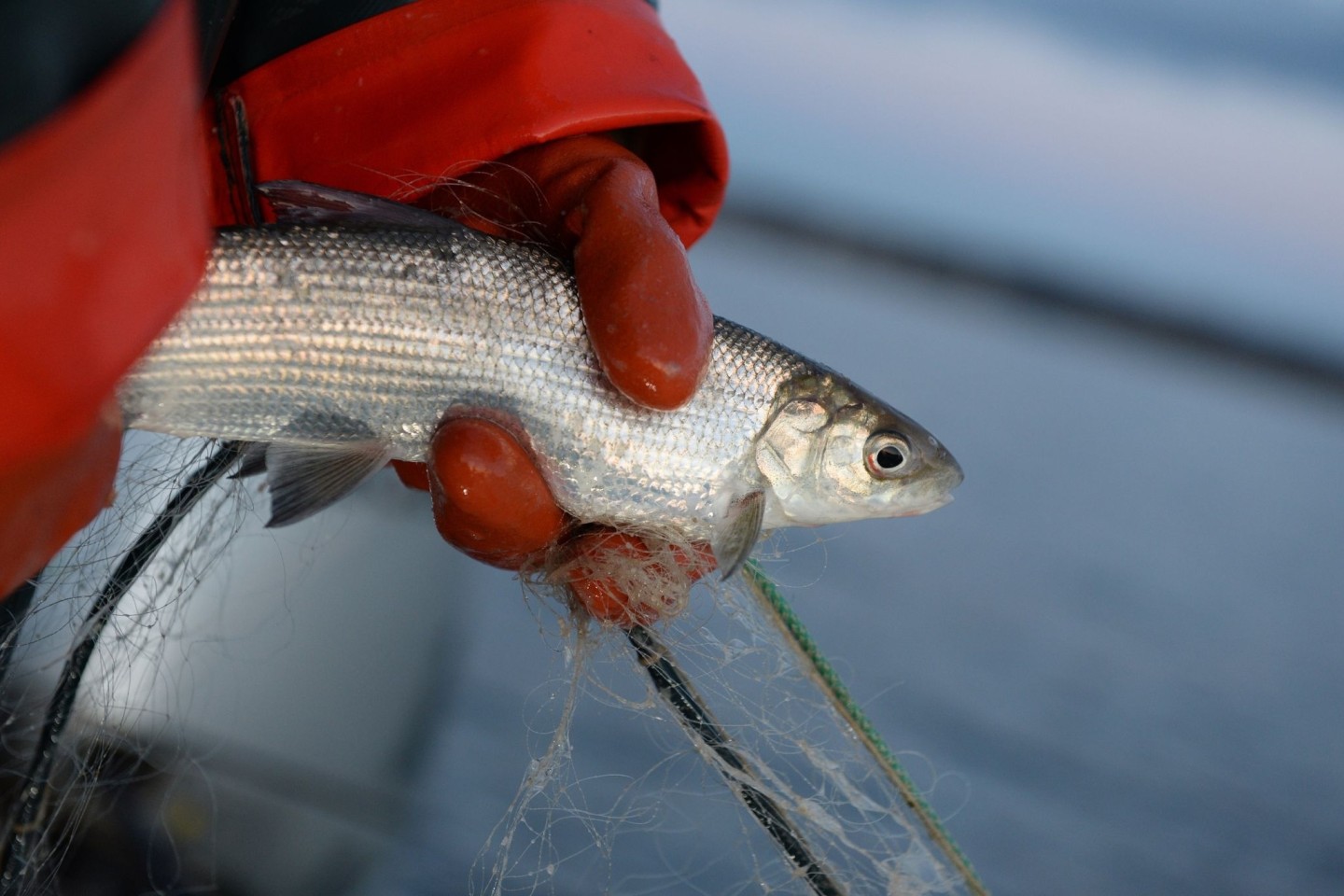 Zu wenig Nahrung, zu viele Fressfeinde: Berufsfischern im Bodensee gehen kaum noch Felchen ins Netz.