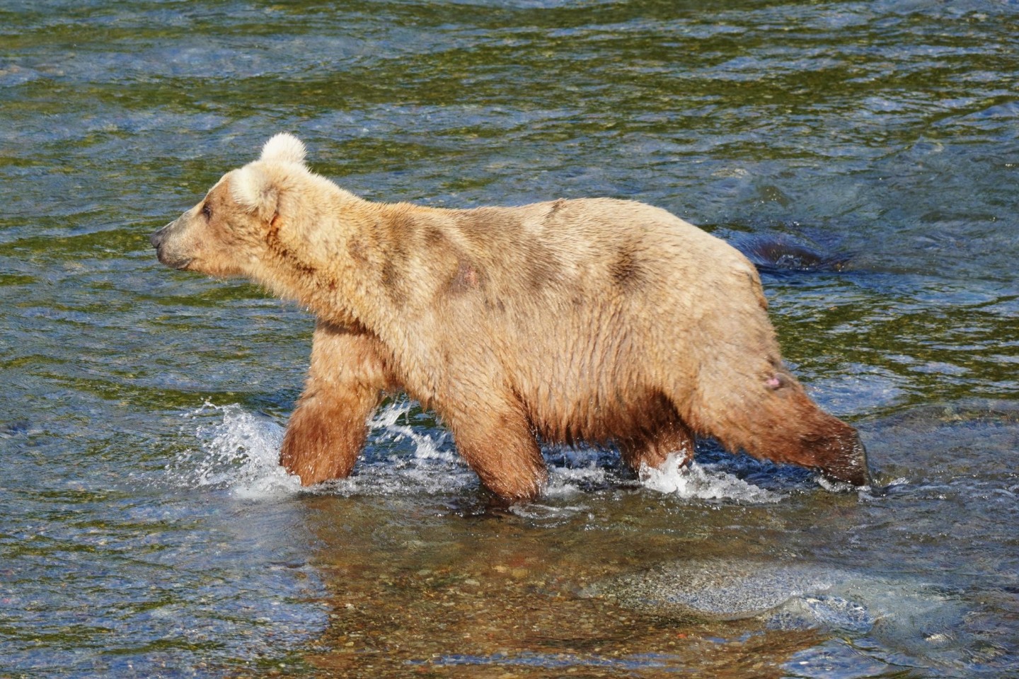 Braunbärin Grazer ist die massige Gewinnerin des diesjährigen «Fat Bear»-Wettbewerbs in Alaska.