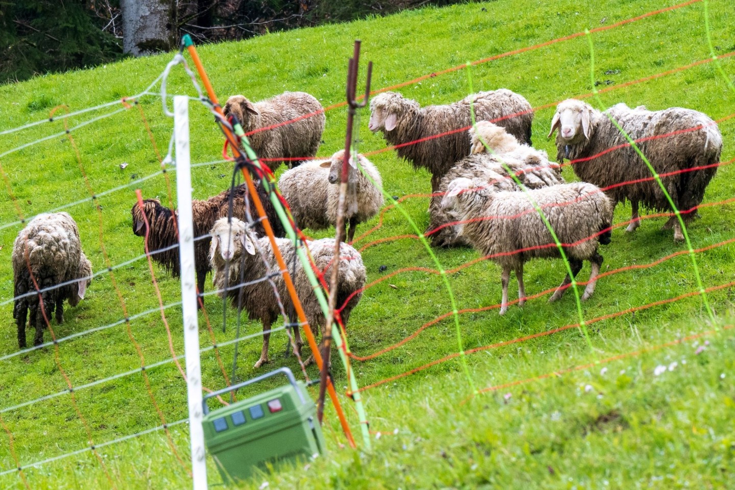 Schafe stehen auf einer Bergweide oberhalb der grenznahen Ortschaft Oberaudorf im Landkreis Rosenheim hinter einem Elektrozaun. In der unmittelbaren Umgebung waren zuvor mehrere Schafe von e...