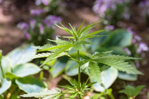 Cannabispflanzen wachsen auf Spielplatz