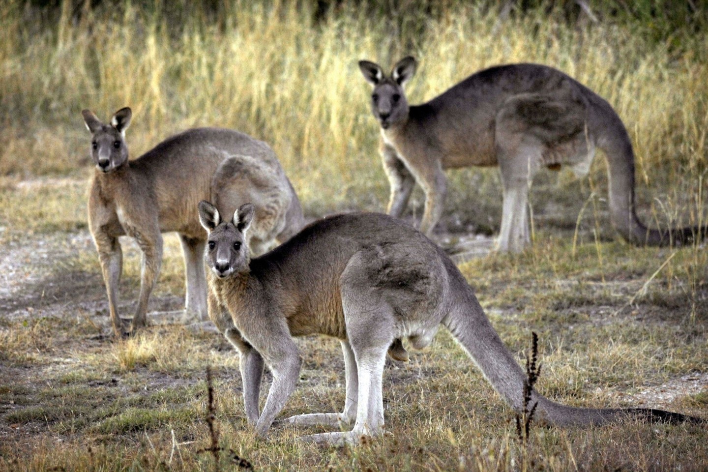 Das Känguru ist das ikonische Nationaltier Australiens und wird dennoch grausam gejagt.