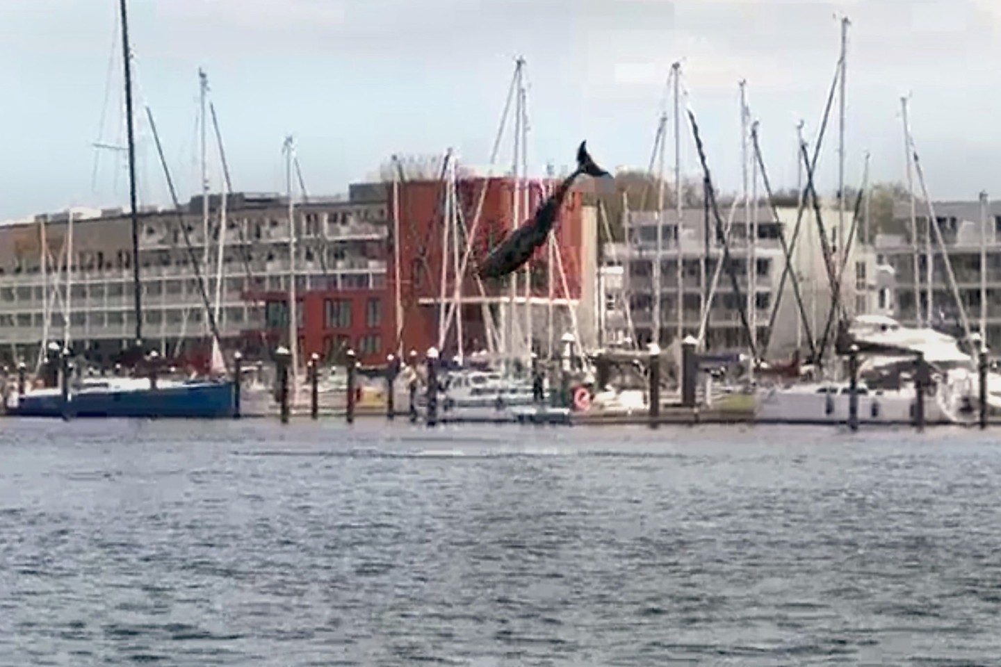 Mutmaßlich ein verspielter Delfin hat am Wochenende in der Lübecker Bucht für viel Aufsehen gesorgt.
