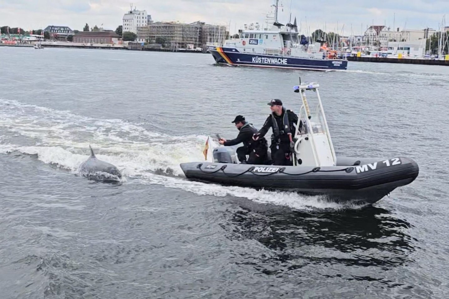 Ein Delfin folgt dem motorisierten Schlauchboot der Wasserschutzpolizei vor Rostock-Warnemünde.