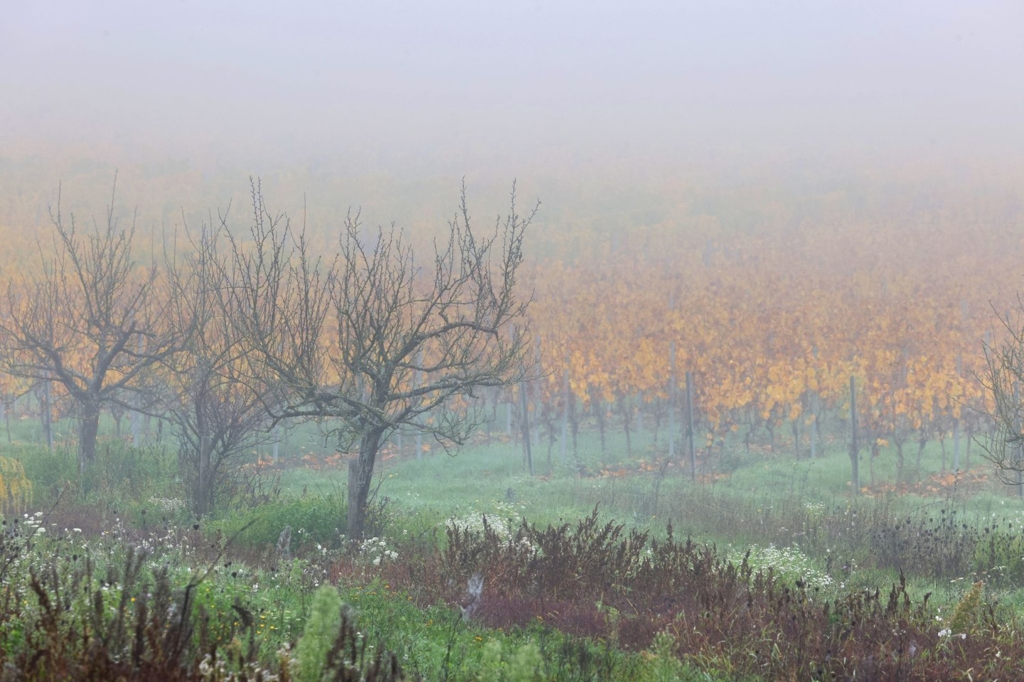 Nebel über einer Streuobstwiese und herbstlichen Weinbergen bei Volkach in Unterfranken.