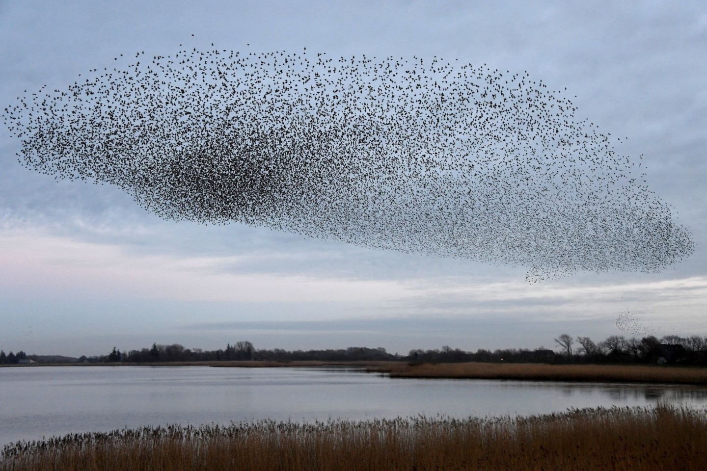 Tausende Stare fliegen in einem Schwarm über die Wiesen am Ruttebüller See im deutsch-dänischen Grenzebiet.