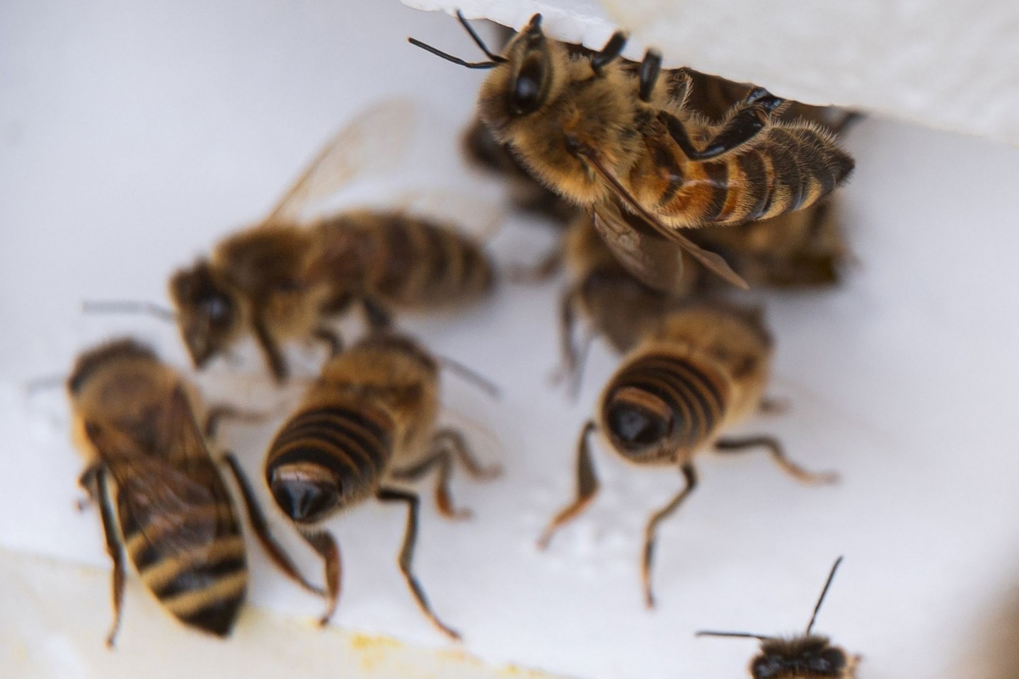 Bienenarbeiterinnen kommen aus ihrem Bienenstock.