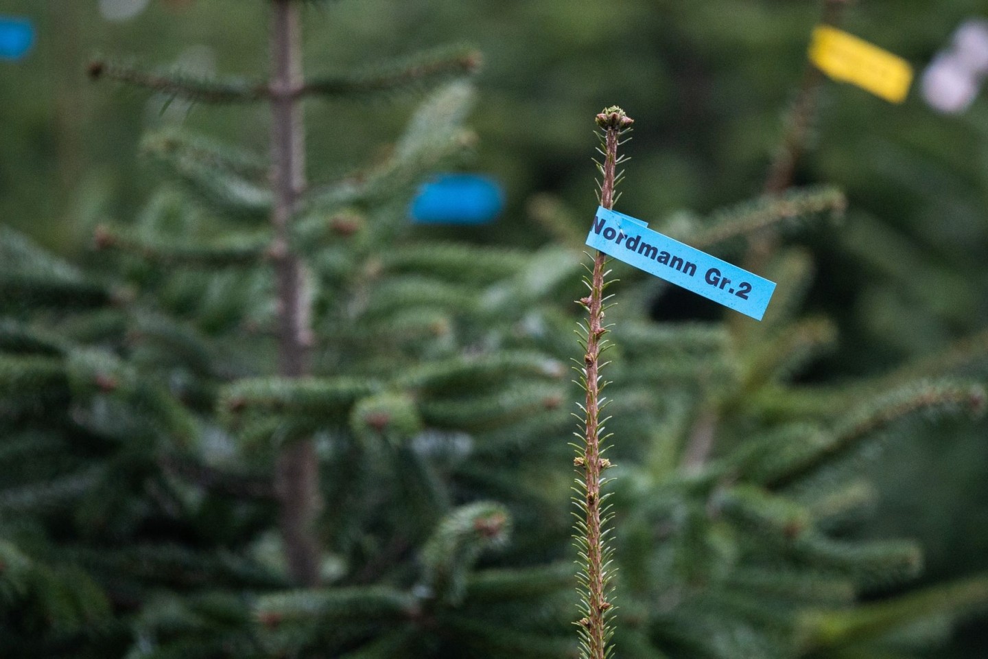Beliebtester Weihnachtsbaum: Rund 85 Prozent der Käuferinnen und Käufer entscheiden sich für die Nordmanntanne.