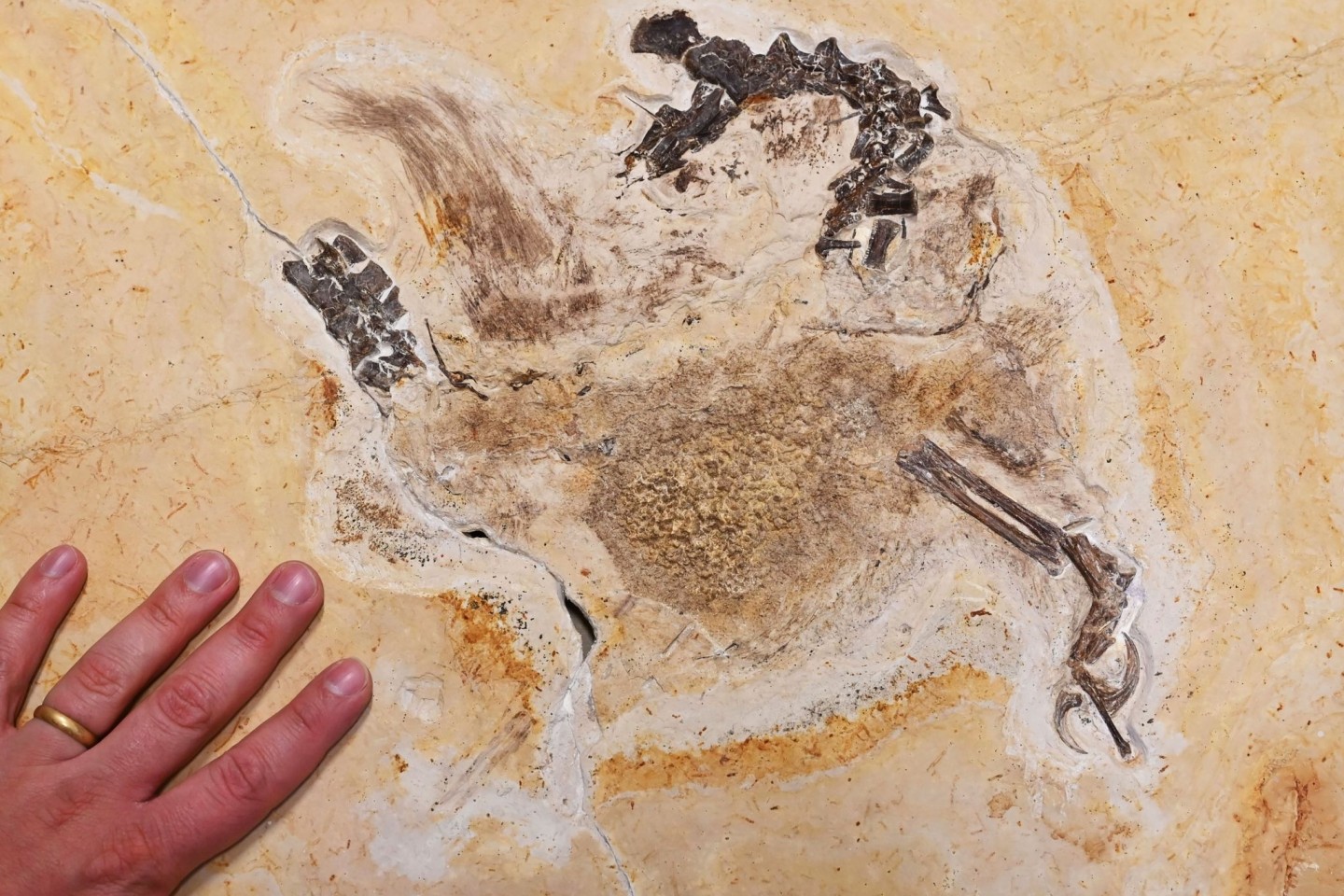 Im Staatlichen Museum für Naturkunde Karlsruhe wird das Fossil eines «Ubirajara jubatus» Sauriers gezeigt. Das wohl unrechtmäßig nach Baden-Württemberg gebrachte Fossil ist inzwischen ...