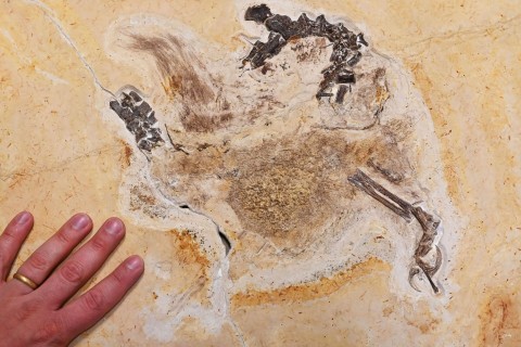 Dino-Fossil aus Karlsruhe zurück in Brasilien