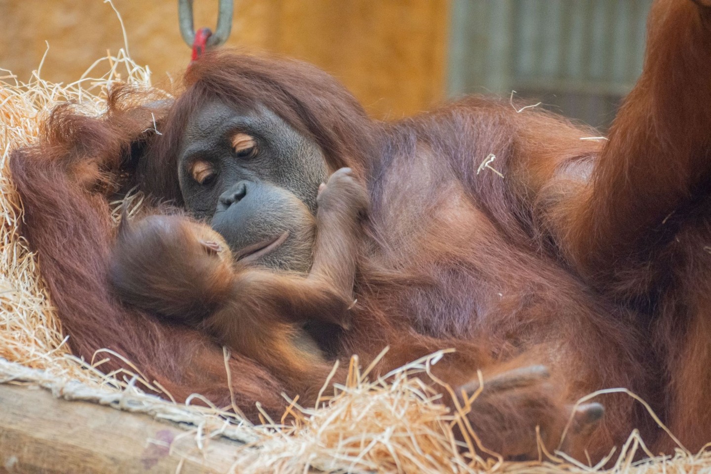 Orang-Utan-Weibchen Suma hält im Dortmunder Zoo ihren Nachwuchs im Arm.