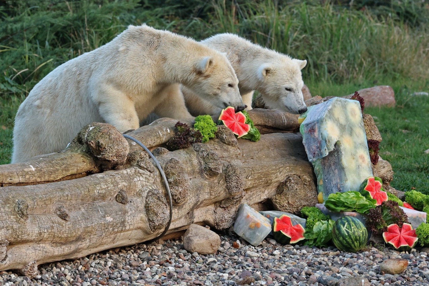 Die Eisbärenzwillinge Kaja und Skadi bekommen zu ihrem 1. Geburtstag Eistorten, eine davon symbolisiert die Zahl 1.