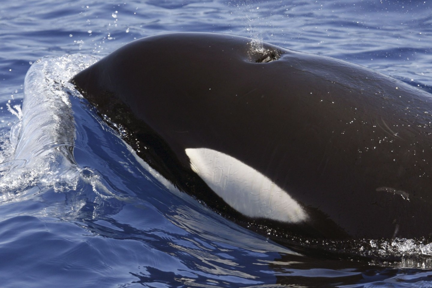 Ein Orca (Schwertwal) im Meer vor Lanzarote. Seit Monaten häufen sich Berichte über Orca-Attacken vor den Küsten Spaniens und Portugals.