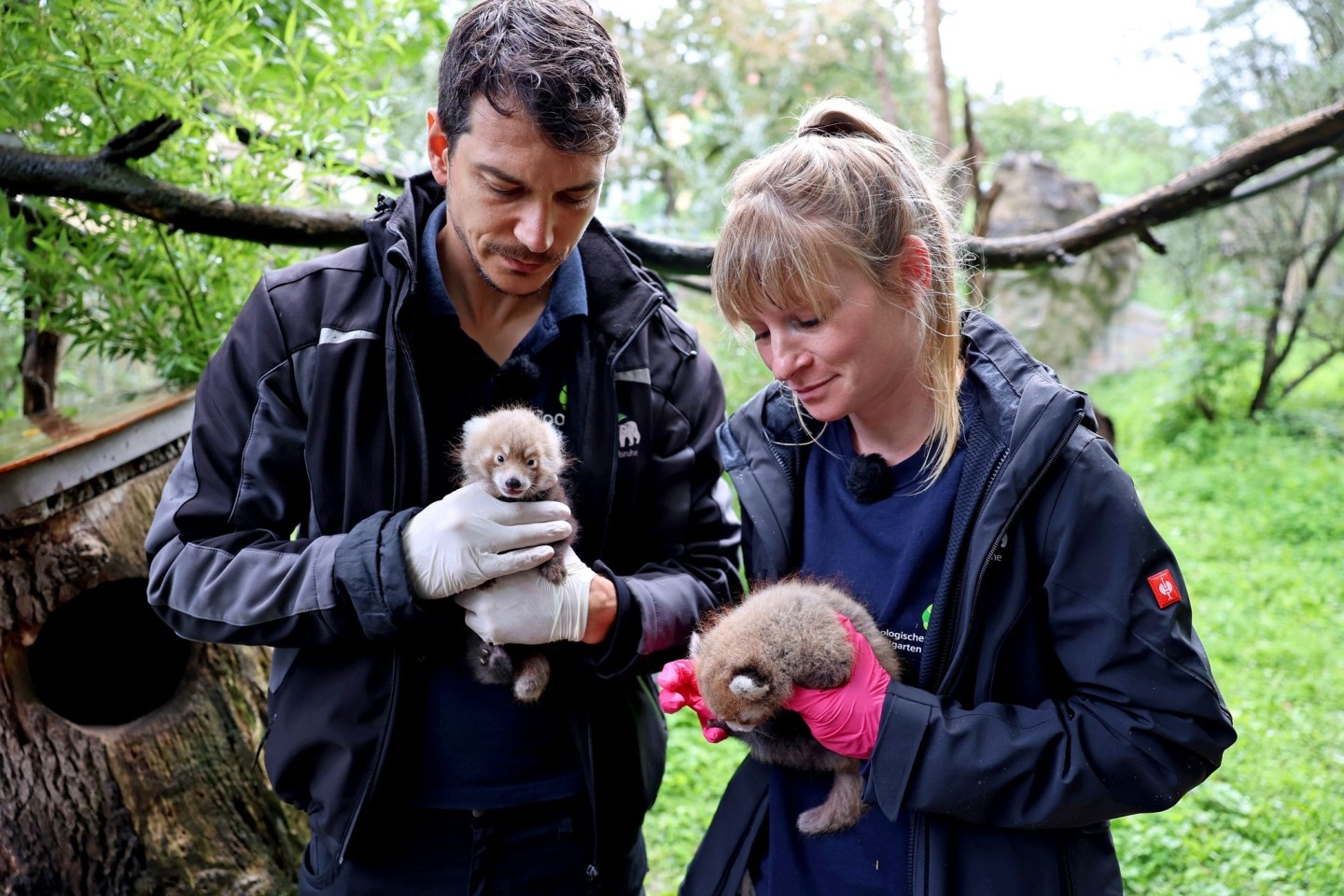 Der Karlsruher Zootierarzt Dr. Lukas Reese und die Biologin Sandra Dollhäupl begutachten die jungen Pandas.