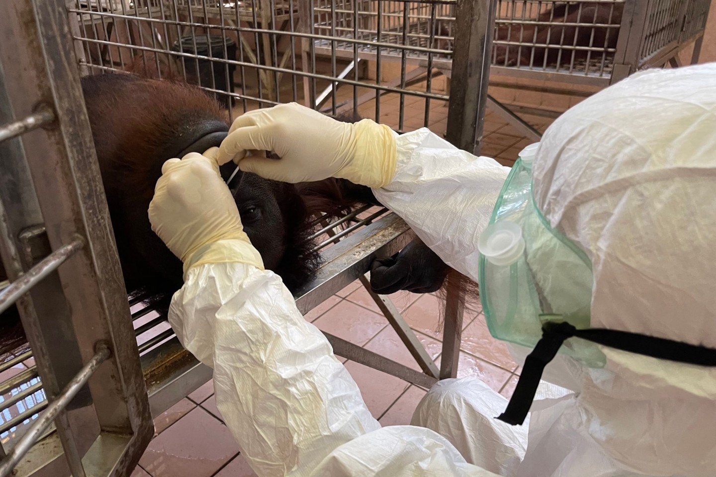 Ein Mitarbeiter entnimmt eine Nasenabstrichprobe von einem Orang-Utan für einen Coronatest.