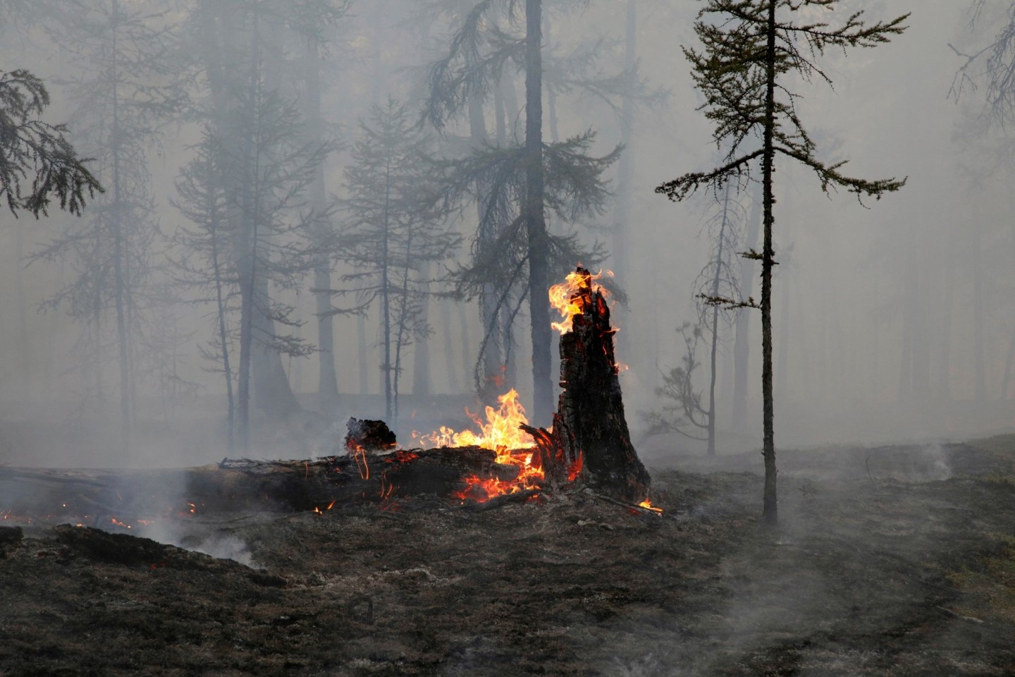 In der Region Jakutsk brennt der Wald an vielen Stellen.