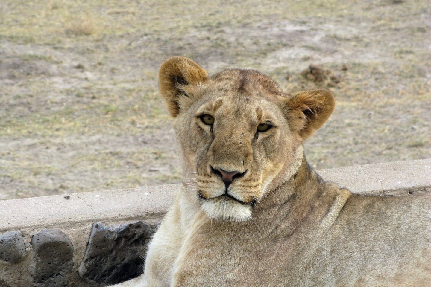 Eine Löwin im Amboseli-Nationalpark in Kenia.
