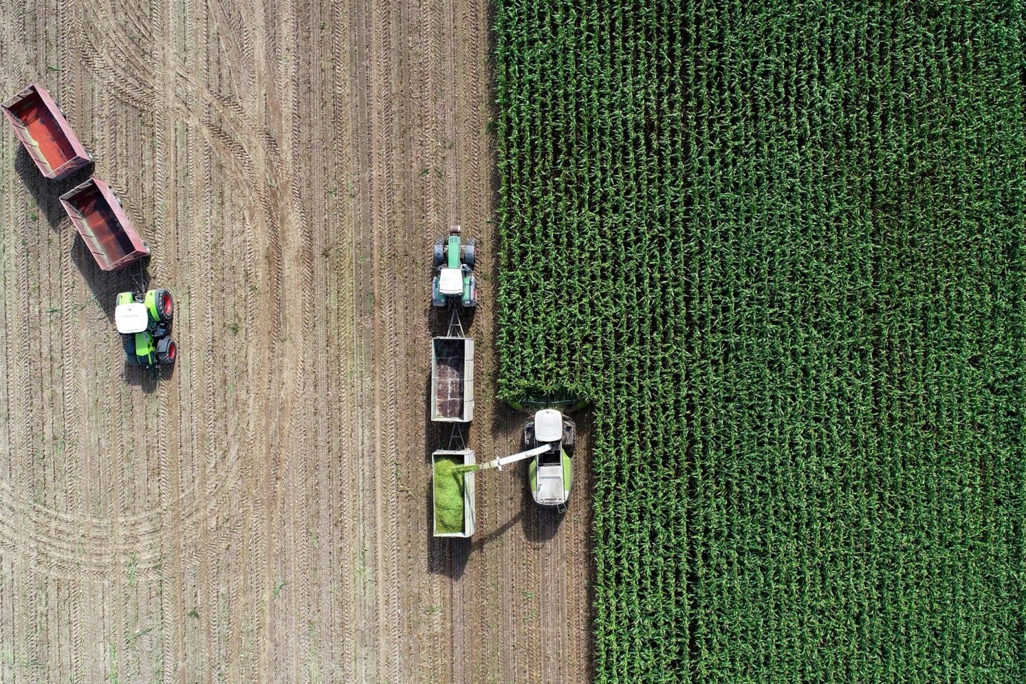 Auf einem Feld eines Landwirtschaftsbetriebes wird Mais für eine Biogasanlage und als Futter für Kühe gehäckselt (Luftaufnahme mit einer Drohne). Klimaschutzmaßnahmen können schwere Fo...