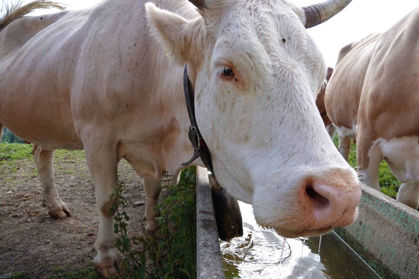 Eine Kuh trinkt aus einem Wassertrog. In der Schweiz ist erstmals seit Jahren ein Fall der Tierseuche Rinderwahnsinn (BSE) bei einer Kuh entdeckt worden. (Symbolbild)