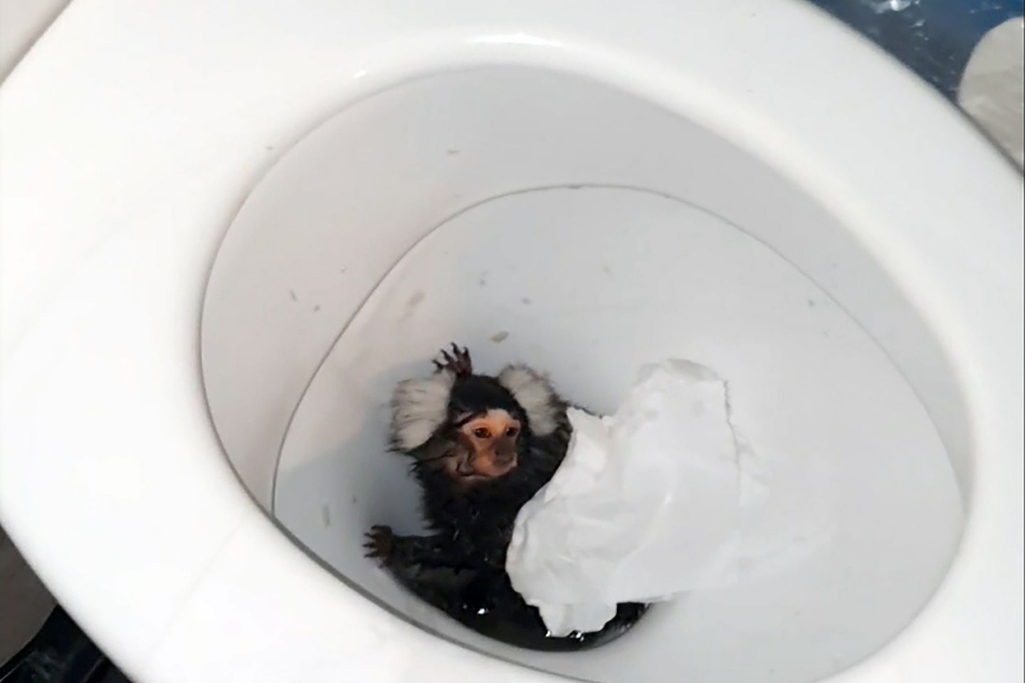 Tierschützer in Großbritannien haben die Krallenäffchen-Dame Milly gerettet. Ihre Besitzerin hatte versucht, sie in der Toilette herunterzuspülen.