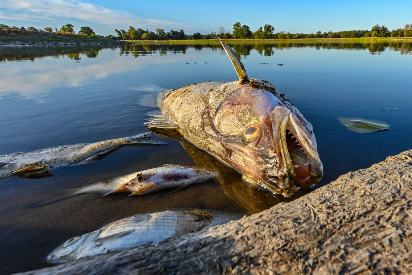Tote Fische treiben im flachen Wasser der Oder.