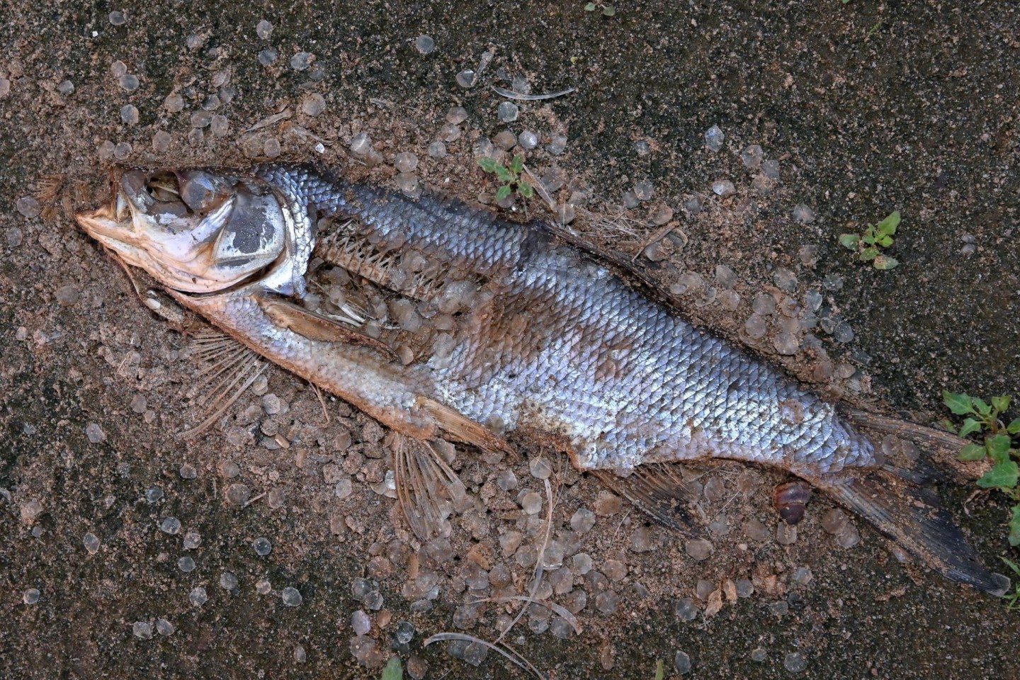 Ein toter Fisch am Ufer der Oder in Lebus.