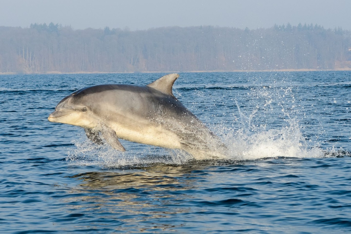 Der militärische Einsatz von Delfinen ist mit hohem Aufwand verbunden.