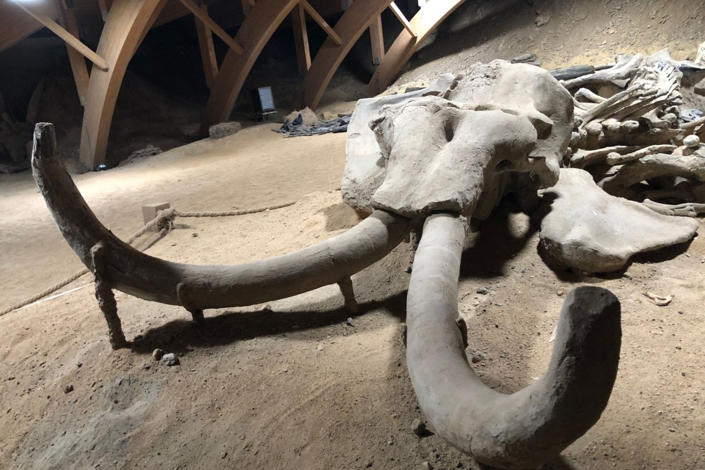Überreste eines rund eine Million Jahre alten versteinerten Mammutskeletts im Viminacium-Museum. Wissenschaftler wollen das Wollhaarmammut wiederbeleben.