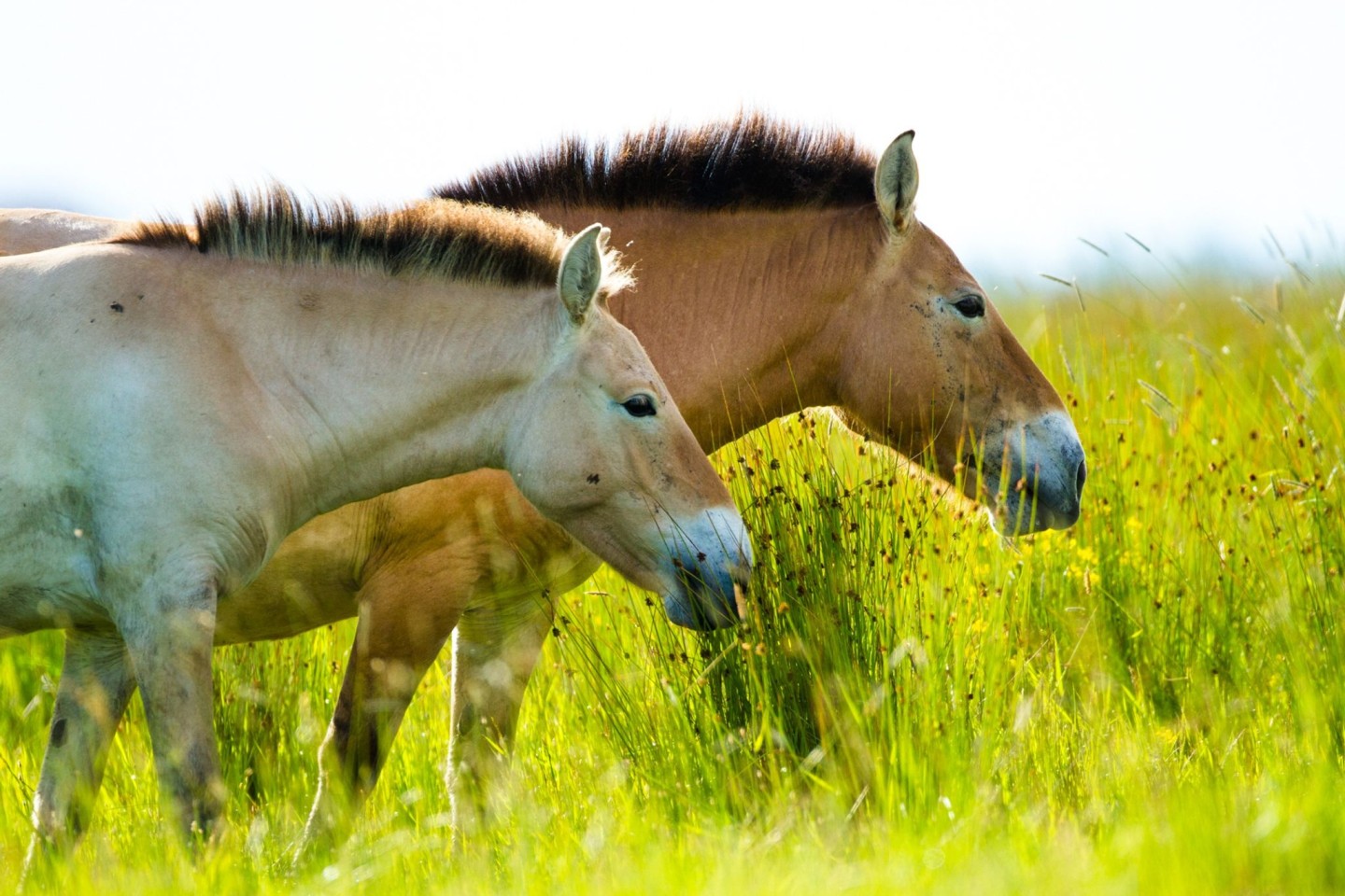 Das Przewalski-Pferd ist eigentlich in Zentralasien beheimatet.