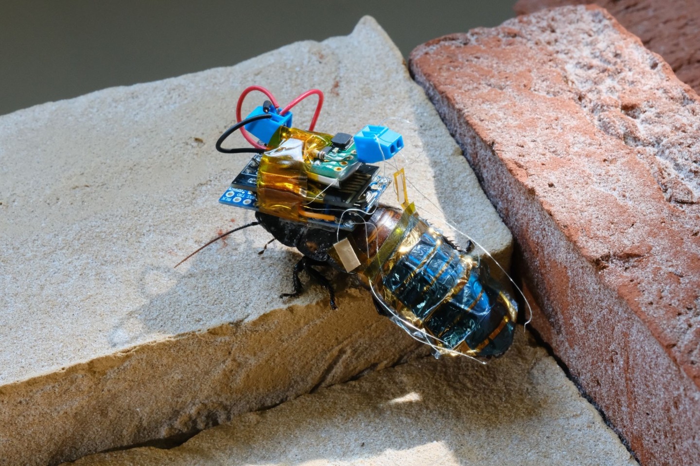 Eine Cyborg-Kakerlake, ausgestattet mit einem winzigen drahtlosen Steuermodul, das von einer wiederaufladbaren Batterie betrieben wird. Letztere ist mit einer Solarzelle verbunden.