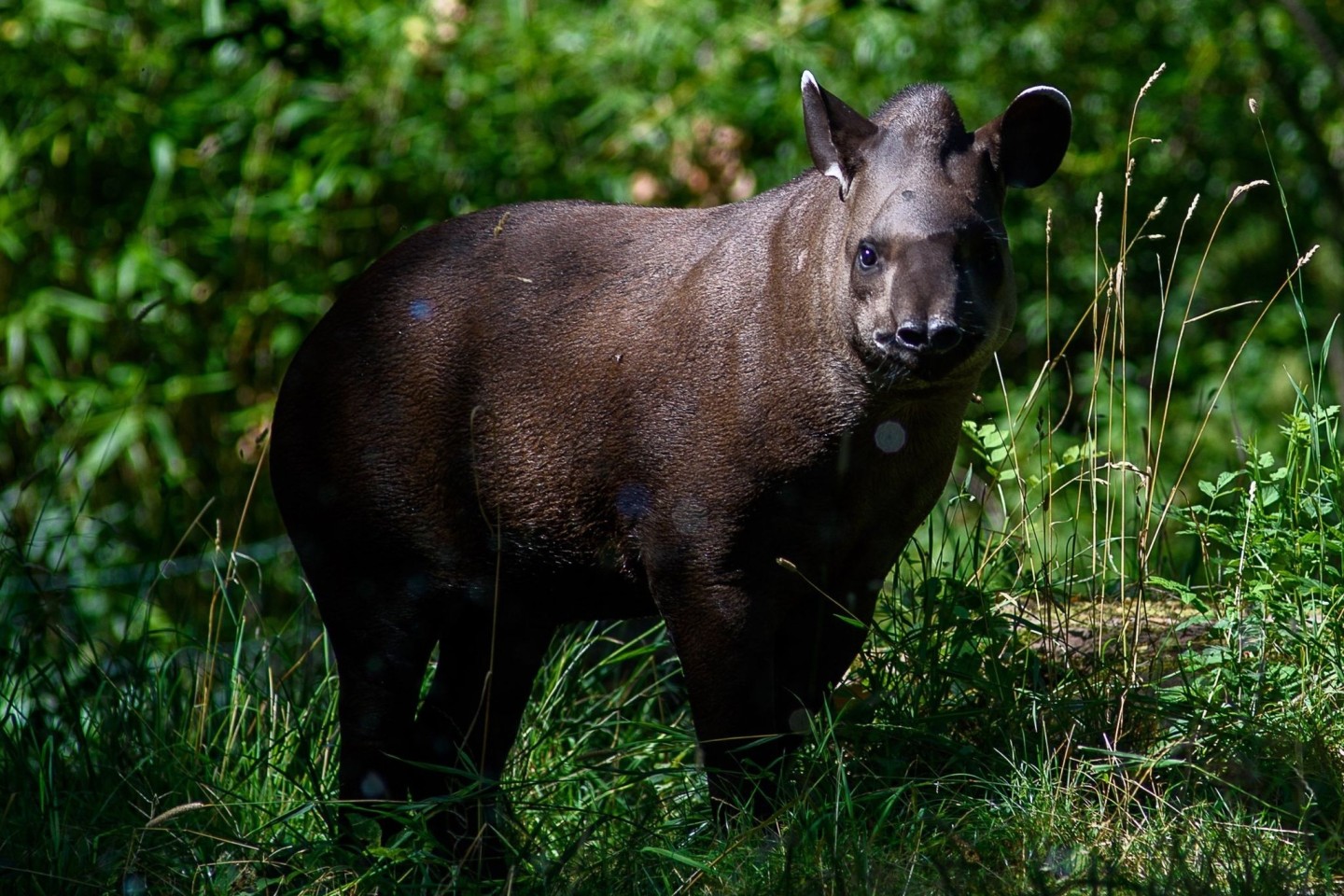 Forscher warnen, dass Tapire in Südamerika aussterben könnten. (Archivbild)