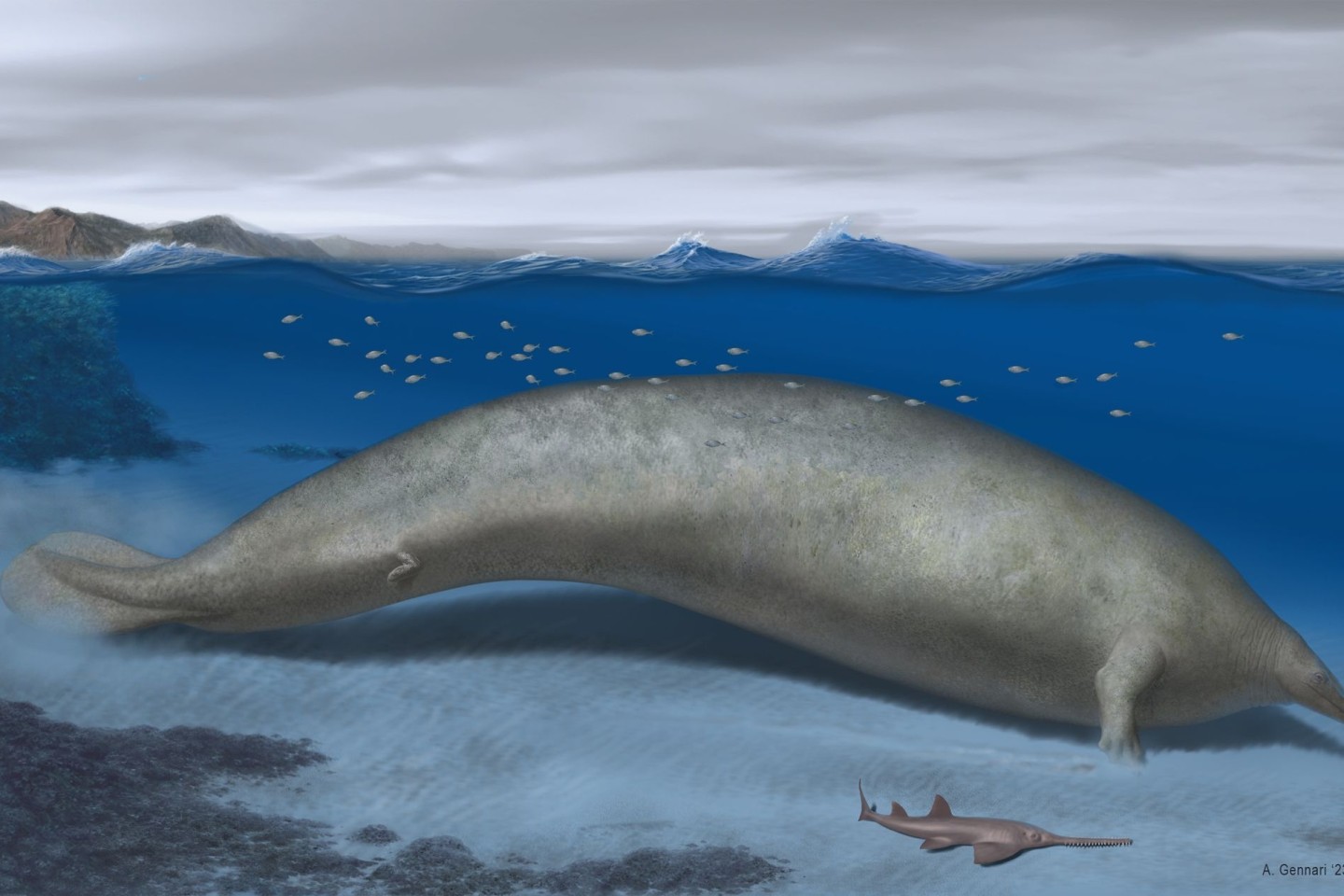 Die Rekonstruktion von «Perucetus colossus», mit einer geschätzen Körperlänge von circa 20 Metern.