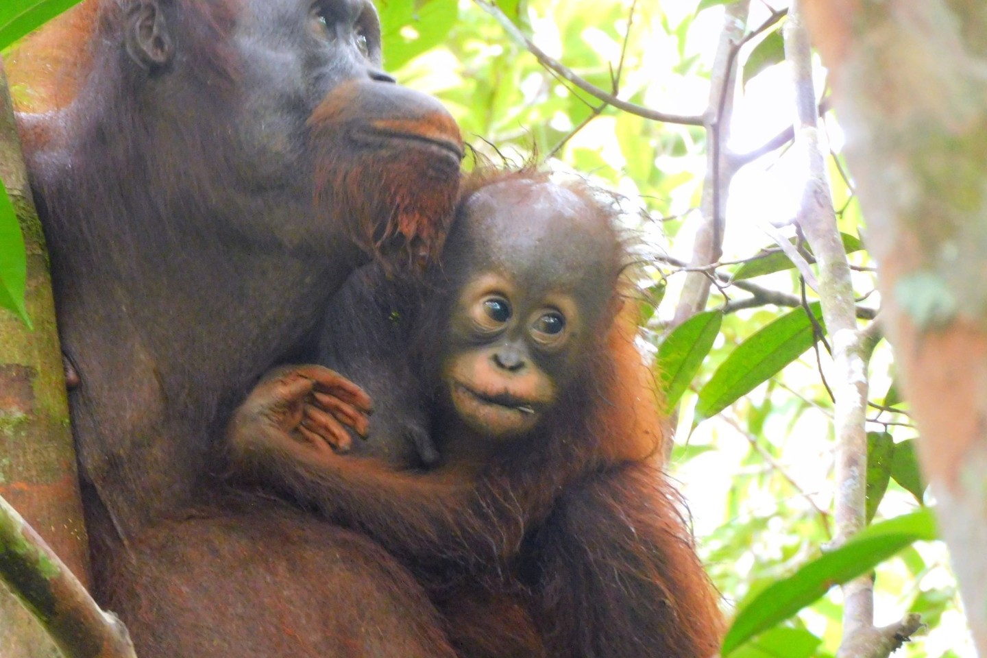 Orang-Utan Ajeng und ihr Baby im Auswilderungswald Kehje Sewen auf Borneo.