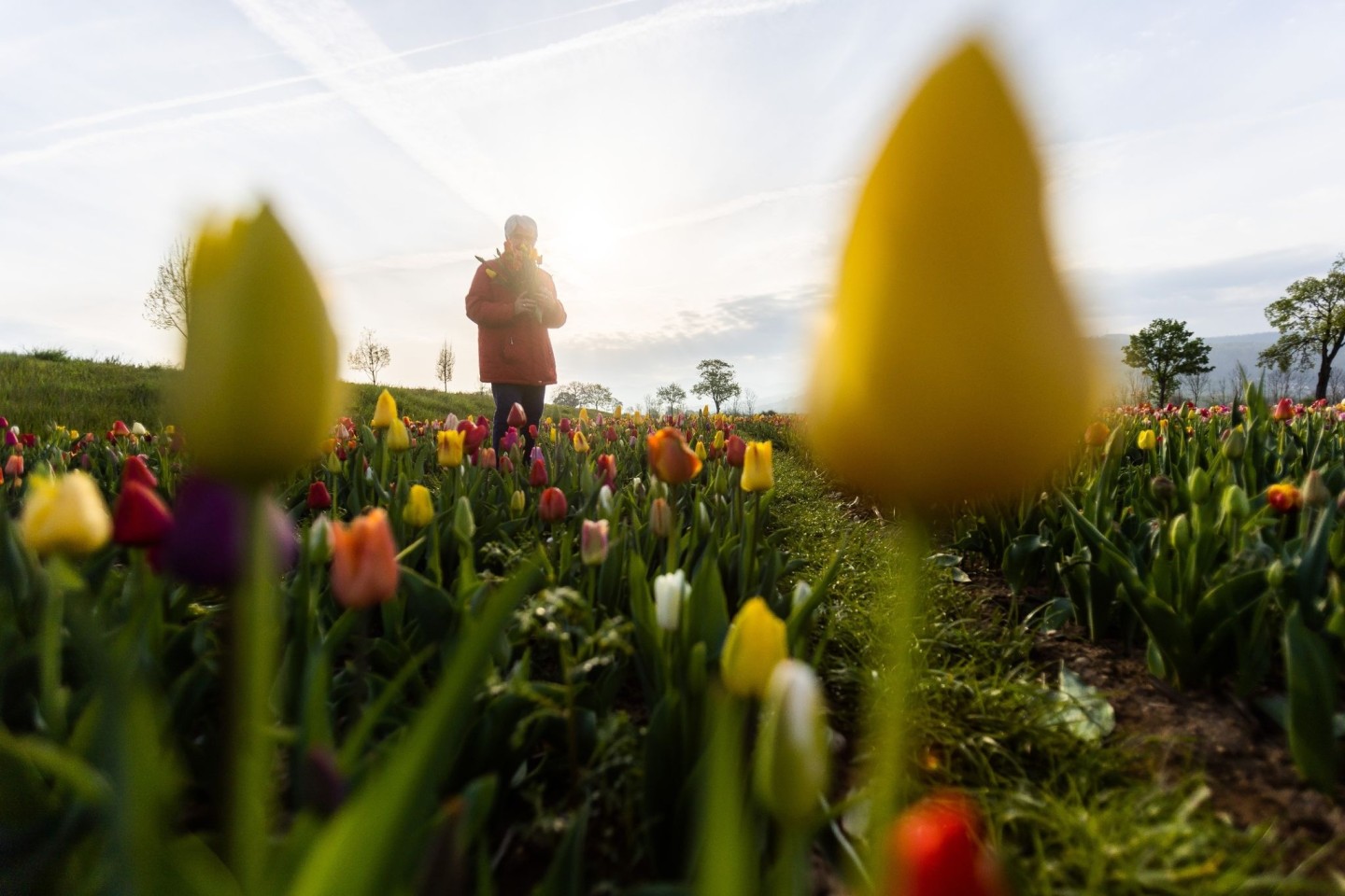 Blumen auf einem Feld in Freiburg im Breisgau. Das Osterwetter wird frühlingshaft.