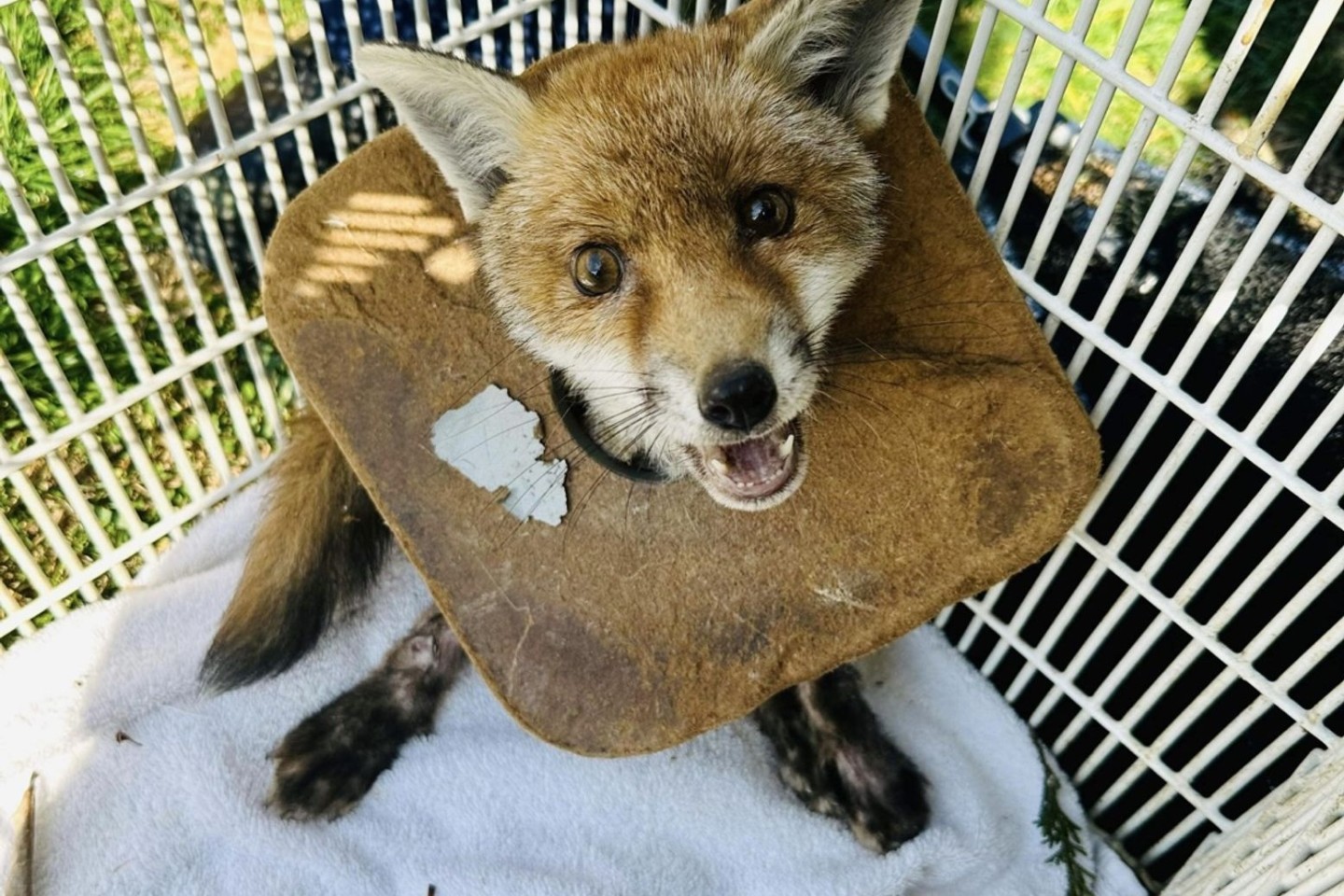 Der junge Fuchs in England, der von der Tierschutzorganisation RSPCA gerettet wurde.