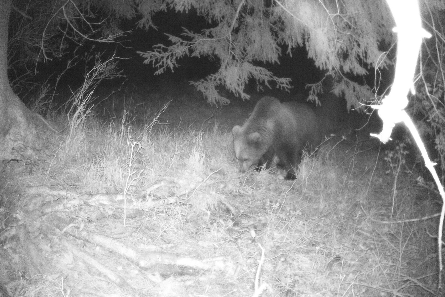 Eine Wildtierkamera hat im Landkreis Garmisch-Partenkirchen einen Braunbären aufgenommen.
