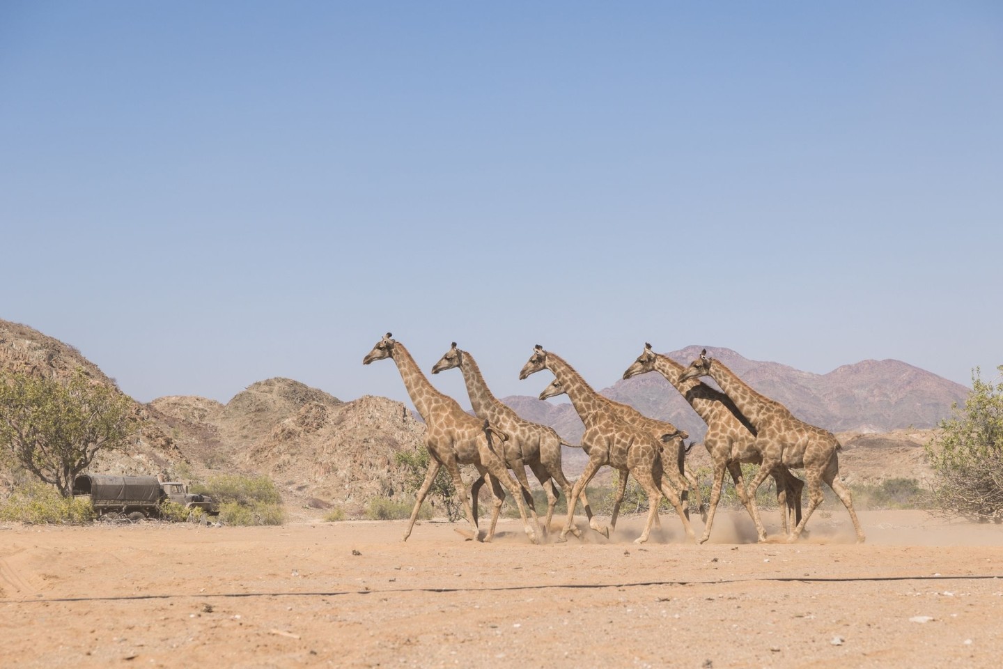 Die Giraffen wurden im Nationalpark ausgesetzt.