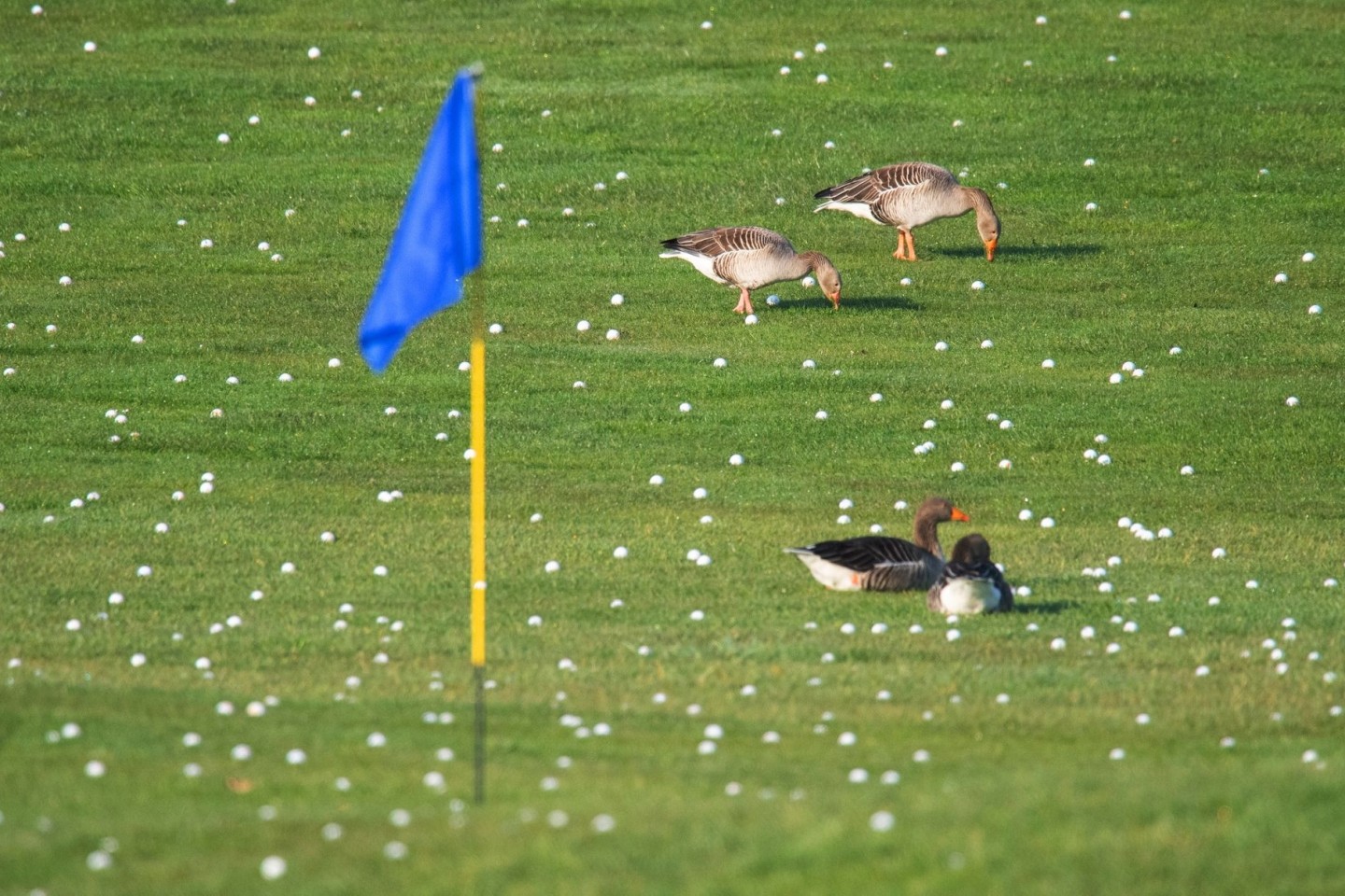 Die Graugänse fühlen sich schon mal wohl - bald sollen sich mehr Vögel und Insekten auf Golfplätzen tummeln.