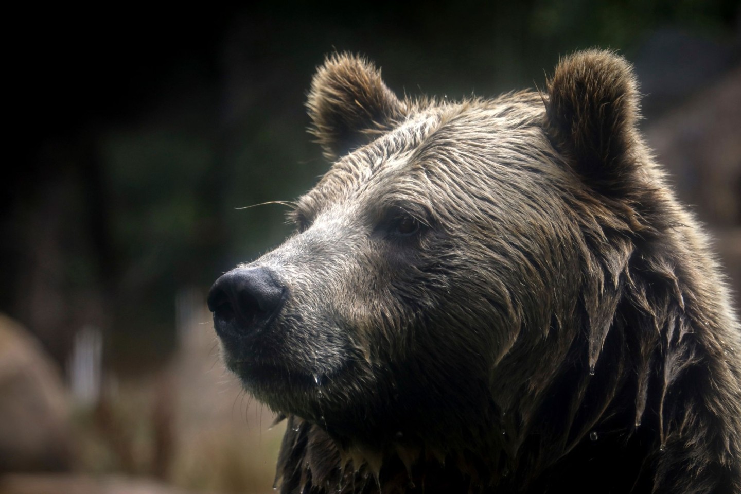 Grizzlybären könnten ihren Status als gefährdete Art verlieren - was ein Risiko birgt.