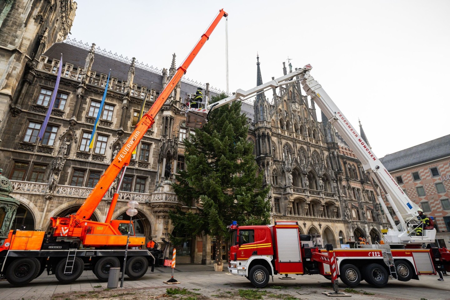 Feuerwehrleute stellen mit Hilfe eines Krans den Weihnachtsbaum auf dem Münchner Marienplatz auf.