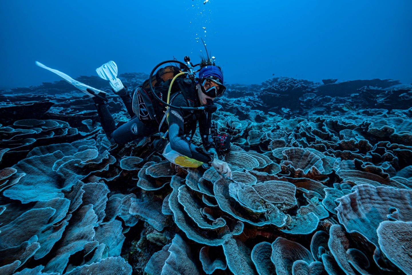 Auf diesem von @alexis.rosenfeld zur Verfügung gestellten Foto untersucht ein Forscher das Korallenriff.